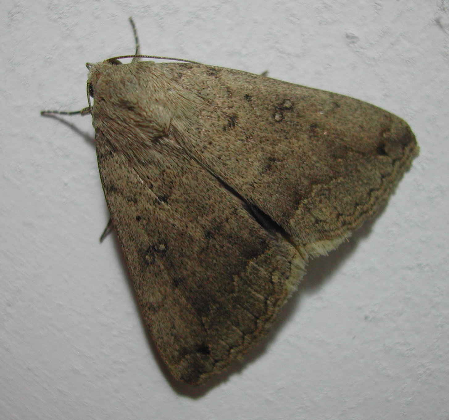 Clytie illunaris (Noctuidae) da Malta